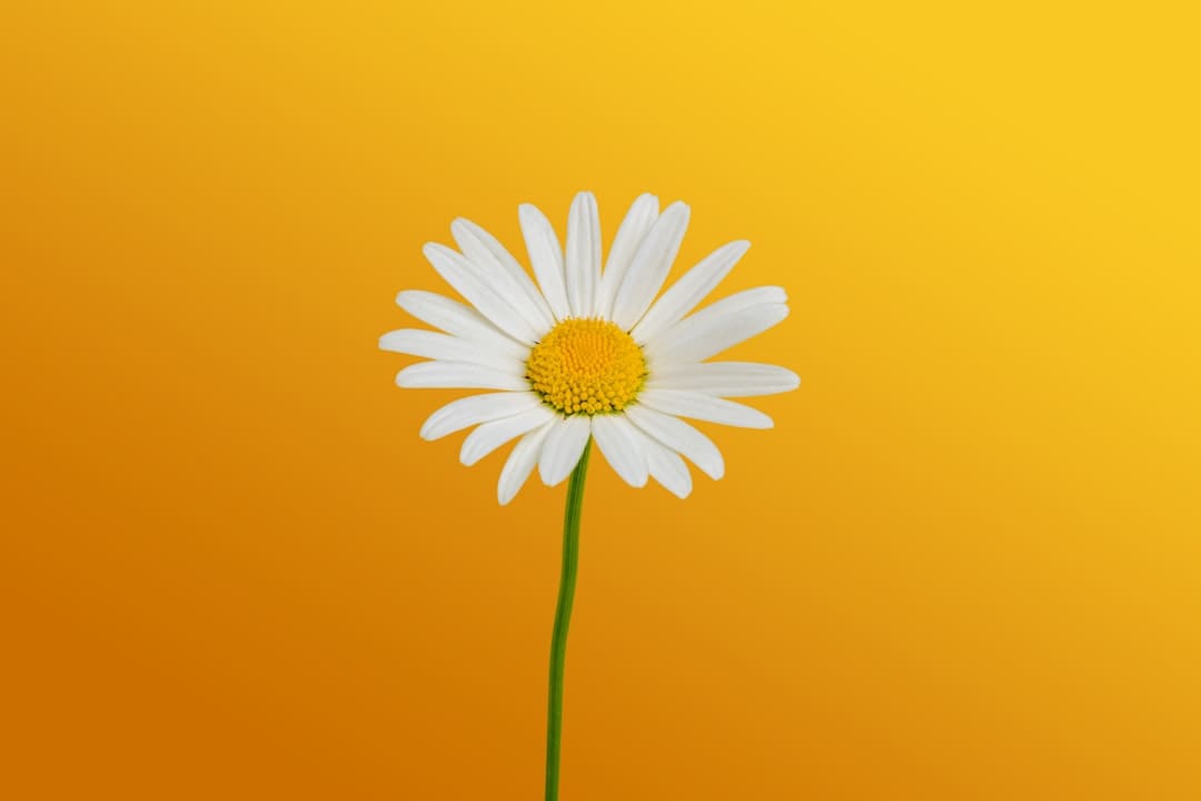 成都车展欧拉以浪漫致初心